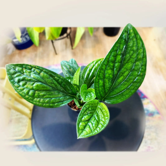 Monstera Peru – Rare Textured Tropical Houseplant