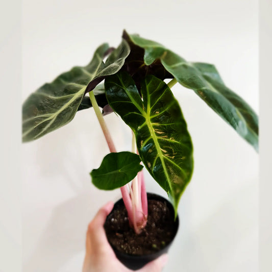 Alocasia Pink Dragon – Striking Pink-Variegated Tropical Beauty
