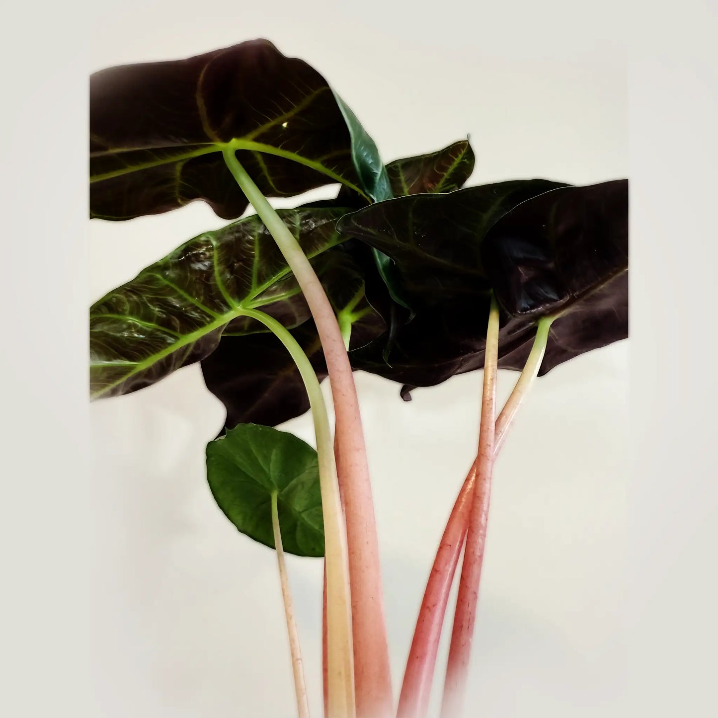 Alocasia Pink Dragon – Striking Pink-Variegated Tropical Beauty
