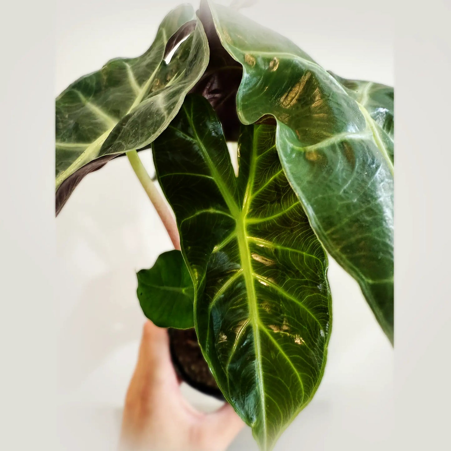 Alocasia Pink Dragon – Striking Pink-Variegated Tropical Beauty
